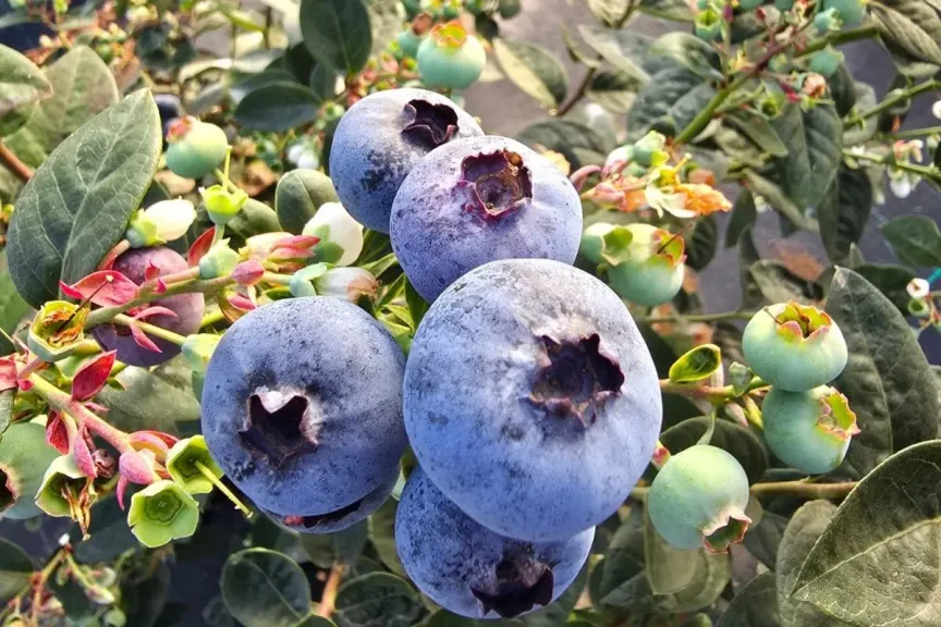 خيبة أمل.. انخفاض أسعار التوت الأزرق المغربي إلى 7.5 يورو رغم زيادة الطلب الأوروبي