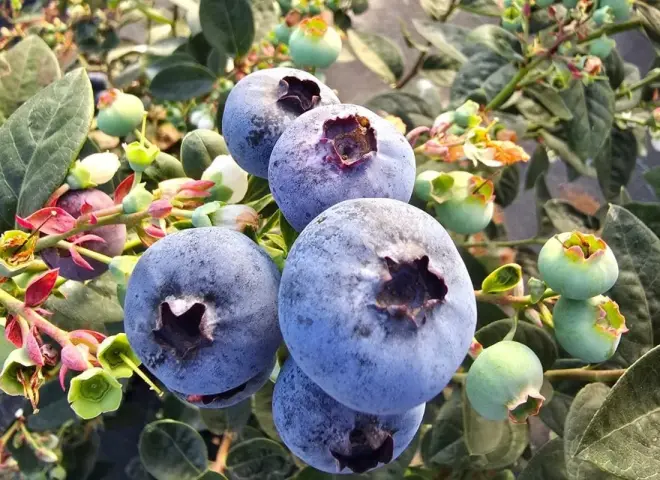 خيبة أمل.. انخفاض أسعار التوت الأزرق المغربي إلى 7.5 يورو رغم زيادة الطلب الأوروبي