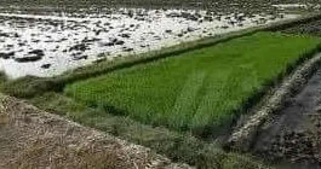 خدمة مشتل الأرز.. خطوات فعالة لزيادة الإنتاج وتحسين كفاءة المحصول