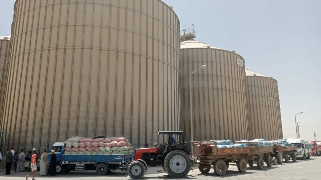 طفرة غير مسبوقة في توريد القمح داخل البحيرة