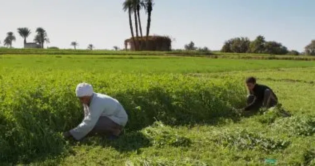 مركز المناخ يكشف خريطة الطقس وتحذيرات عاجلة للمزارعين