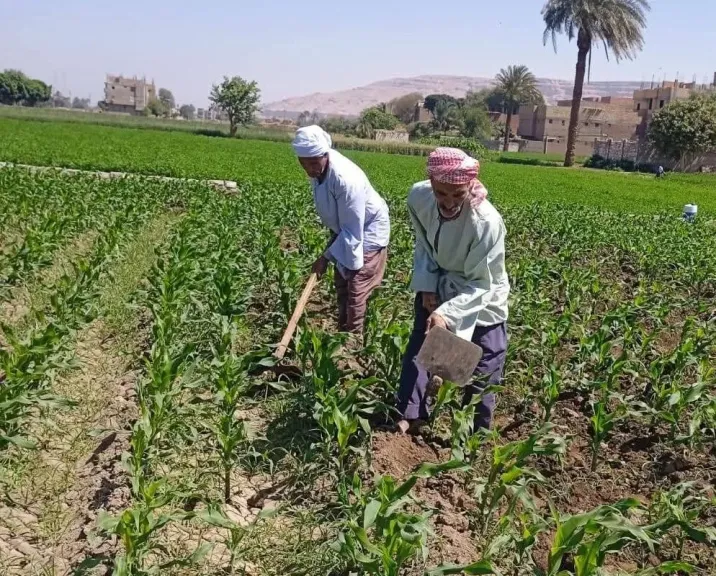 زراعة سوهاج تطلق خطة طوارئ لمكافحة آفات الذرة