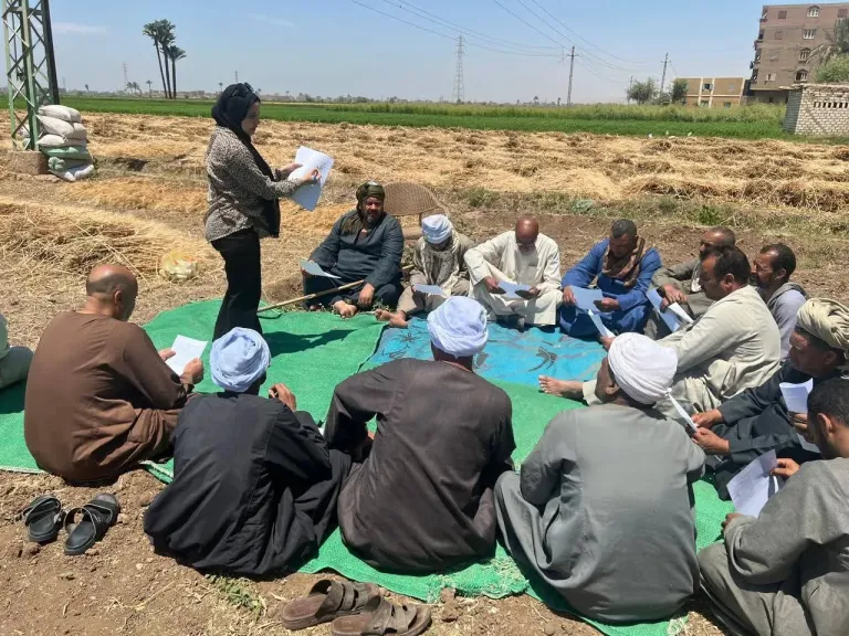 انطلاق أولى جلسات المدرسة الحقلية لمحصول الذرة الشامية بسوهاج