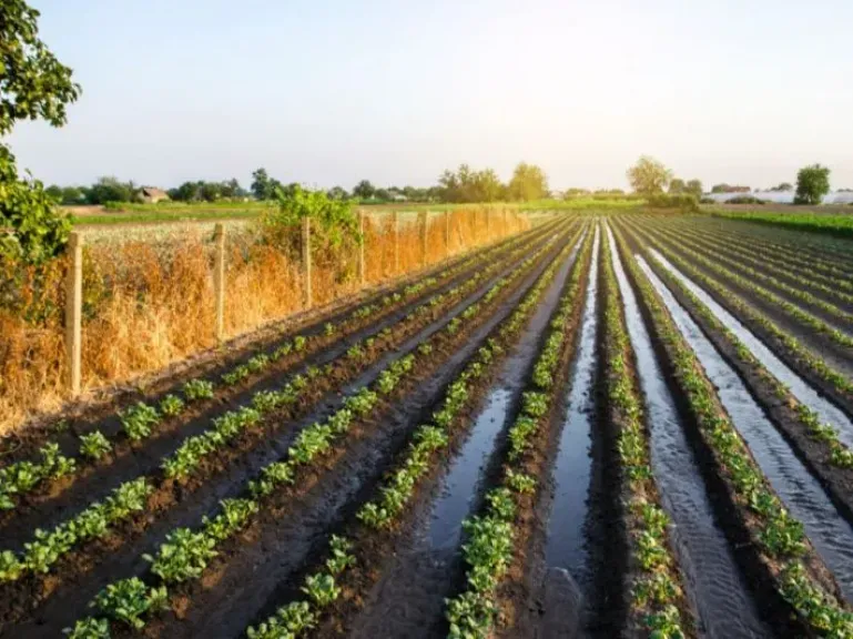 مركز المناخ يكشف أفضل توقيت للري والحصاد