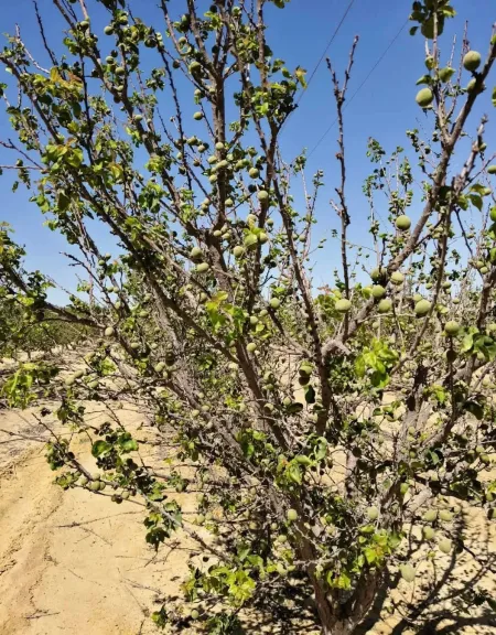 خطة علاجية متكاملة لإعادة التوازن لأشجار المشمش خلال 3 أسابيع