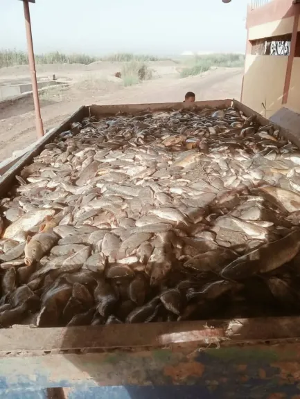 «حماية البحيرات»: 85 طنًا من الأسماك المتنوعة حصاد برسيق والزاوية