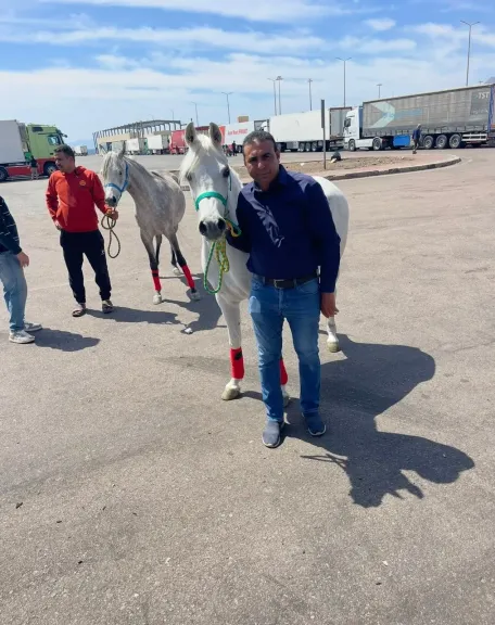 تصدير 21 حصانا عربيا إلى الأردن وخطة لتصدير 300 حصان خلال الأشهر المقبلة