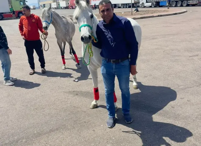 تصدير 21 حصانا عربيا إلى الأردن وخطة لتصدير 300 حصان خلال الأشهر المقبلة