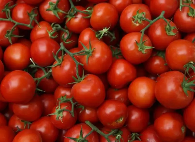 أسعار الطماطم في مصر.. أسباب الارتفاع وتوقعات الانخفاض قريبًا