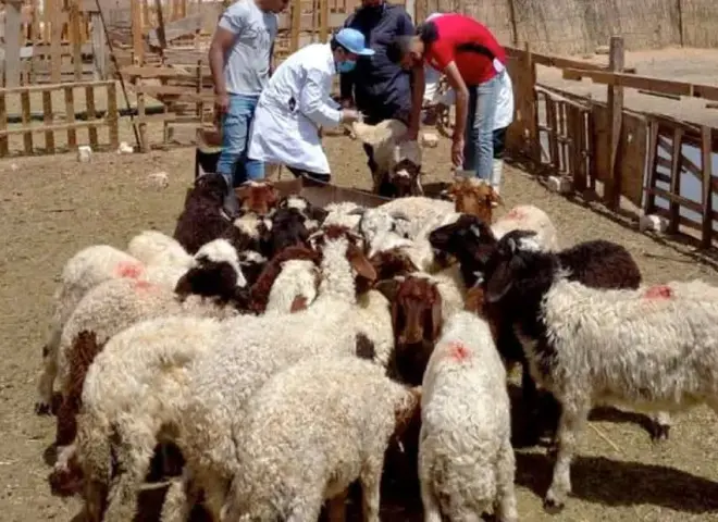 حمى الوادي المتصدع.. الزراعة تكشف جهود الوقاية وخطة مصر لمواجهة المرض