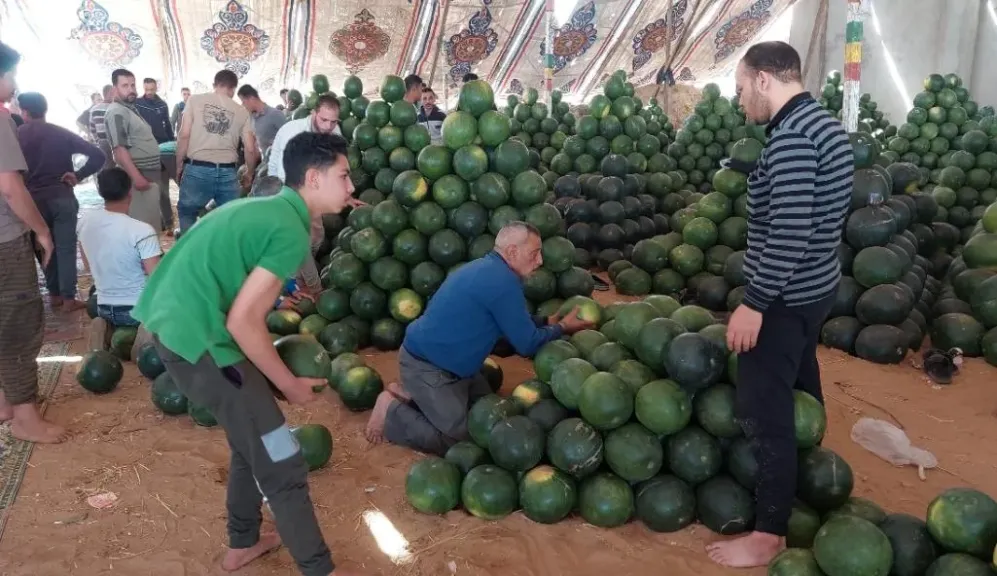 أسعار البطيخ في أسيوط.. شادر البيع يكشف أسرار الموسم وارتفاع الأسعار
