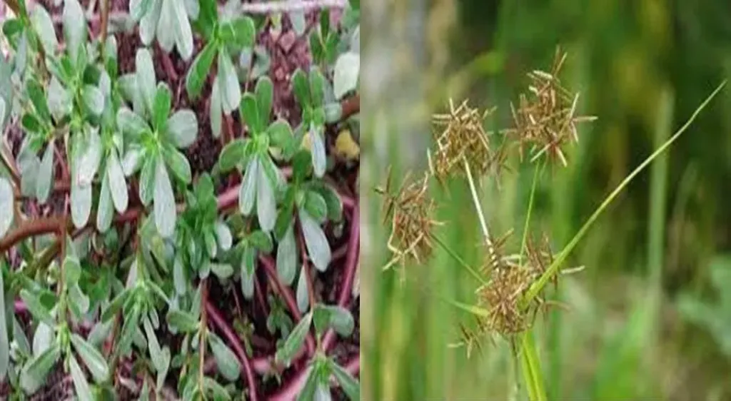 مكافحة حشائش الذرة الشامية.. برنامج كيميائي متكامل لزيادة الإنتاجية وتقليل الفاقد