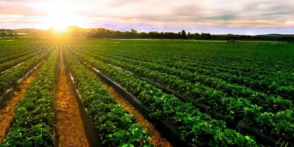 مناخ الزراعة: انكسار الحرارة شمالا ورياح نشطة تضرب أغلب الأنحاء