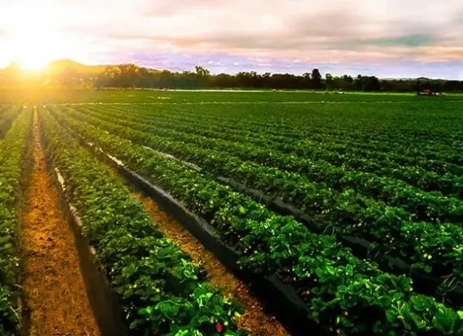 مناخ الزراعة: انكسار الحرارة شمالا ورياح نشطة تضرب أغلب الأنحاء