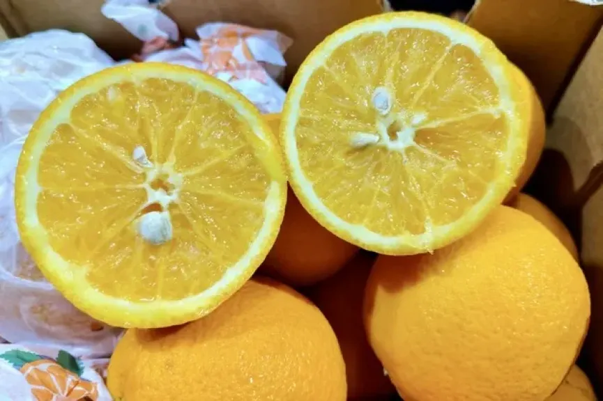 الموالح المصرية في الهند.. هبوط الأسعار بنسبة 40% وتحول المسارات الملاحية عبر كولومبو