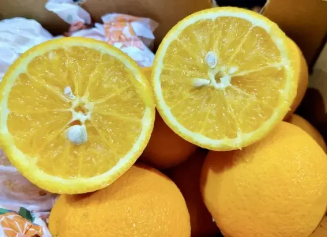 الموالح المصرية في الهند.. هبوط الأسعار بنسبة 40% وتحول المسارات الملاحية عبر كولومبو