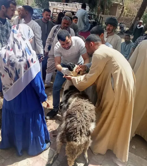 تسليم 850 رأس أغنام بسوهاج لدعم صغار المربين