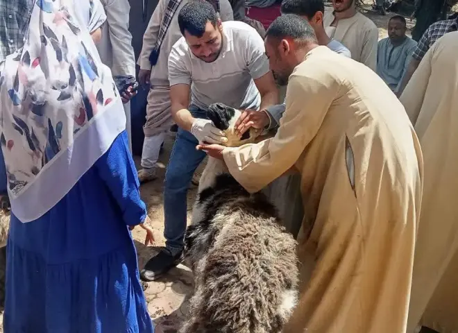 تسليم 850 رأس أغنام بسوهاج لدعم صغار المربين