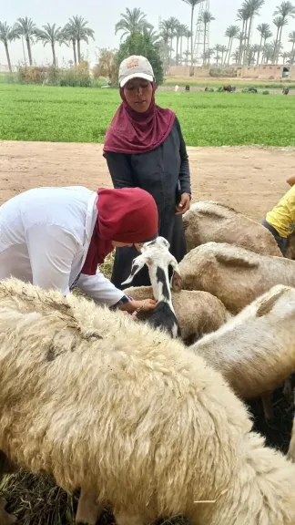 ”الزراعة” تعلن ختام الحملة القومية للتحصين ضد الجلد العقدي وجدري الأغنام