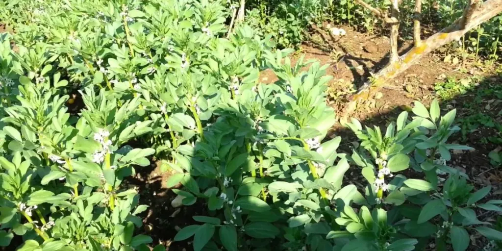 مركز المناخ يعلن إجراءات مهمة لحماية المزارعين