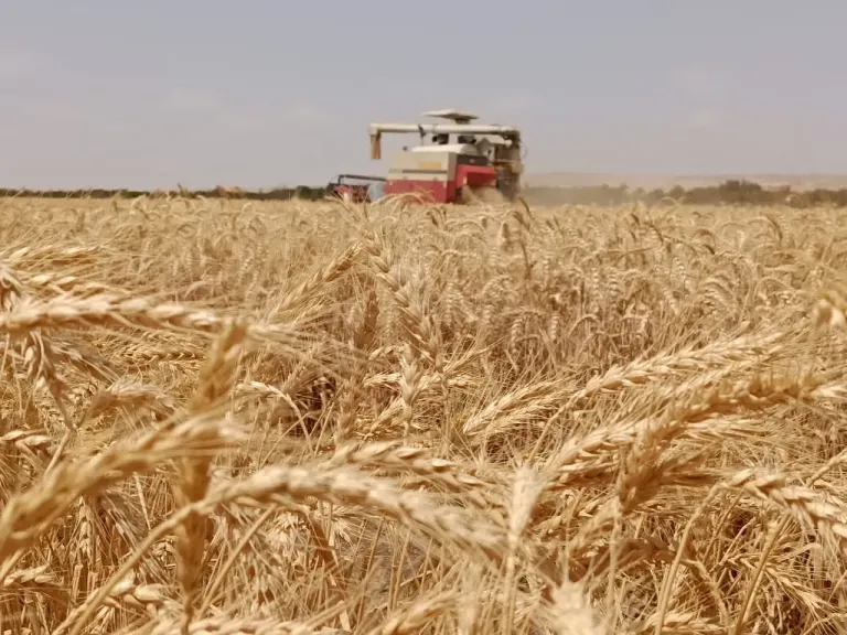 ”الريف المصرى الجديد” تحقق إنجازاً علمياً جديداً بزراعة القمح