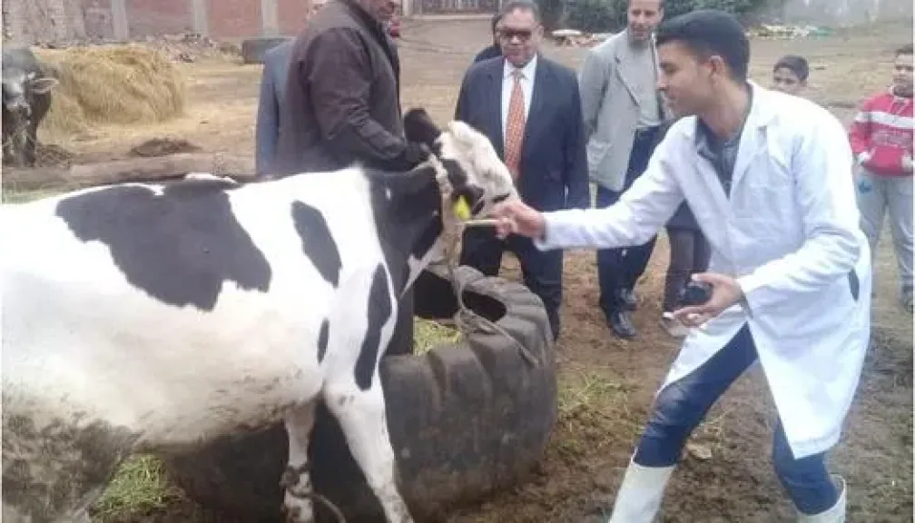 الطب البيطري بقنا تواصل حملات تحصين الماشية بالقرى
