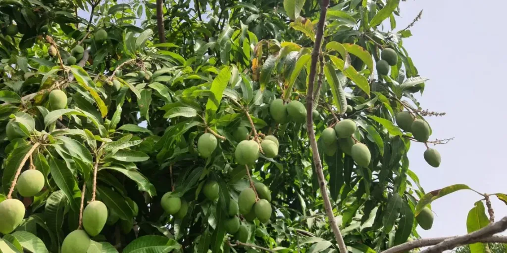 الإسماعيلية تفرض سيطرتها الكاملة على سوق المانجو