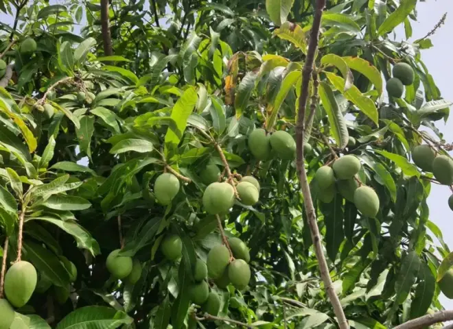 الإسماعيلية تفرض سيطرتها الكاملة على سوق المانجو