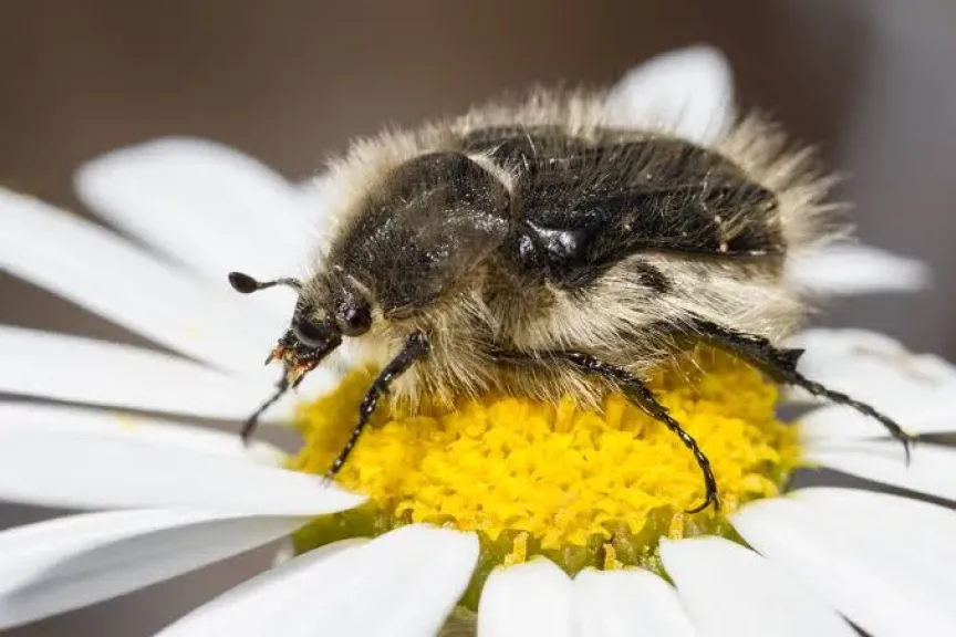 كيف يؤثر نوع النبات على دورة حياة ”جعل الورد الزغبي”؟