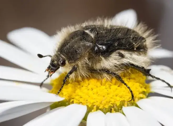 كيف يؤثر نوع النبات على دورة حياة ”جعل الورد الزغبي”؟