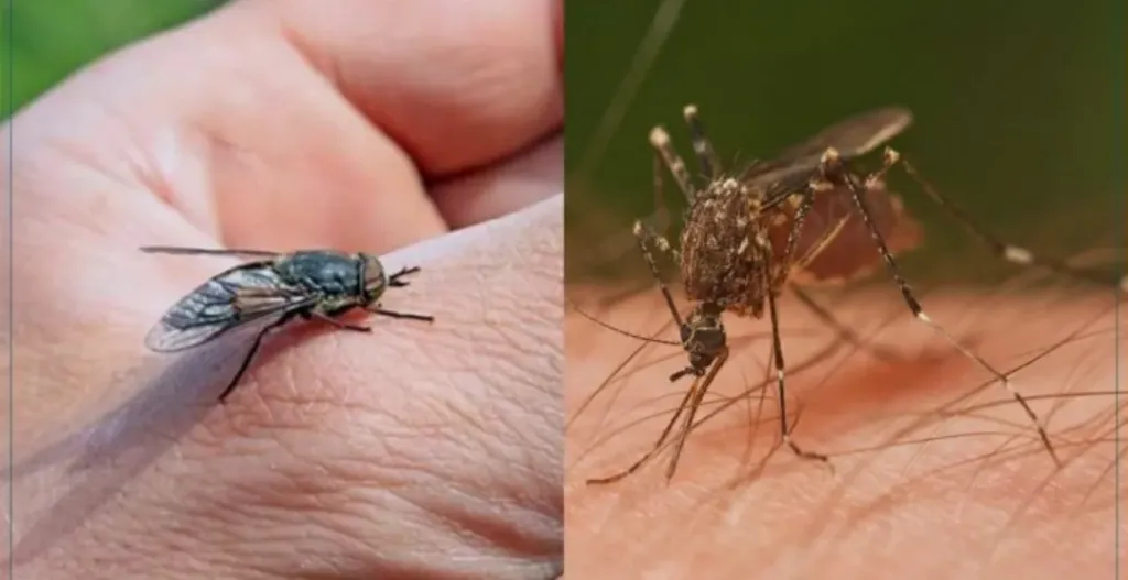 مع حرارة الصيف.. غزو الناموس والذباب يزعج المنازل وطرق طبيعية للمواجهة