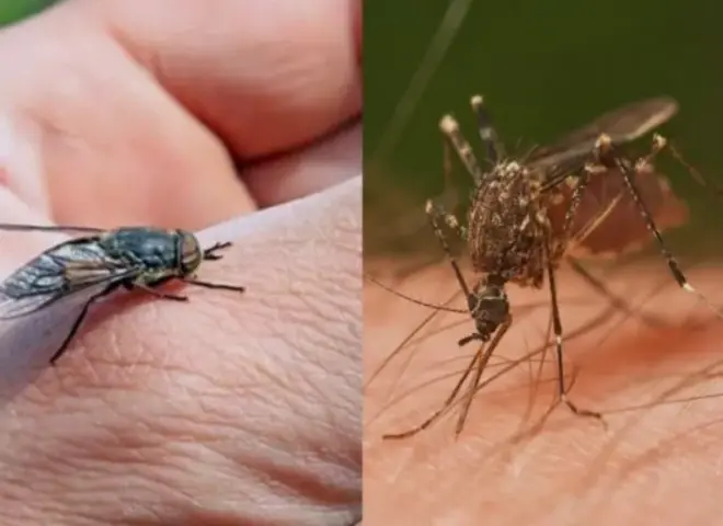 مع حرارة الصيف.. غزو الناموس والذباب يزعج المنازل وطرق طبيعية للمواجهة