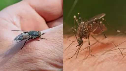 مع حرارة الصيف.. غزو الناموس والذباب يزعج المنازل وطرق طبيعية للمواجهة