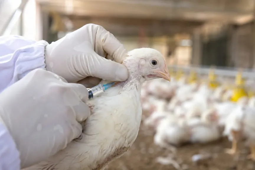 تعرف على أهمية تحضير وتطبيق اللقاحات بمزارع الدواجن لتفادي فشل التحصين