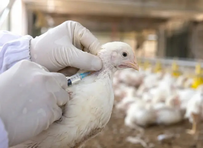 تعرف على أهمية تحضير وتطبيق اللقاحات بمزارع الدواجن لتفادي فشل التحصين