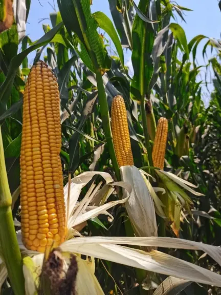 المعادلة الذهبية لزيادة أرباح الذرة الصفراء