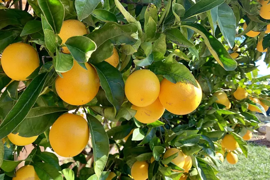 الموالح تتصدر المشهد.. مصر تصدر 237 ألف طن من المنتجات الغذائية خلال أسبوع