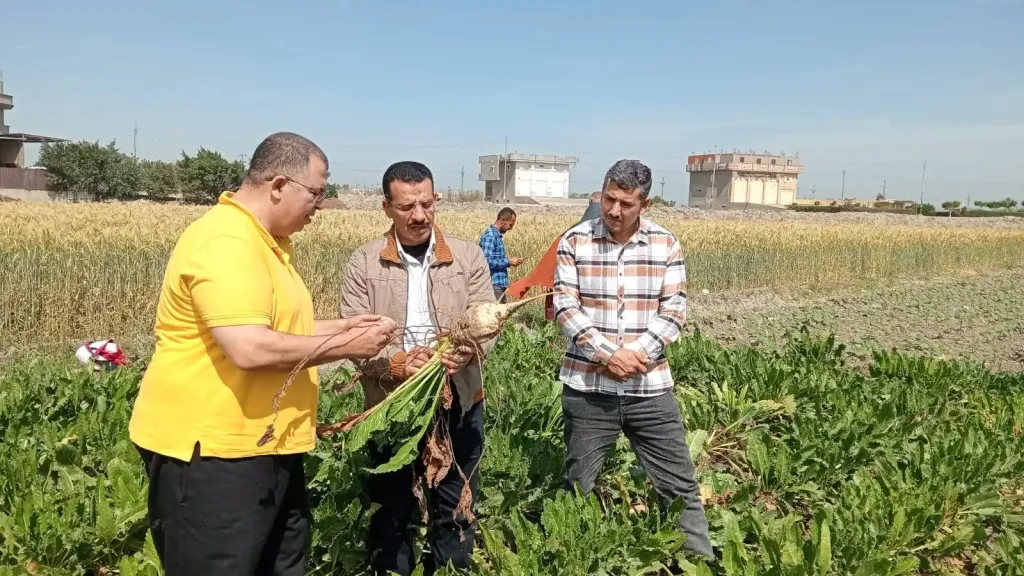 زراعة البحيرة تنظم يوم حصاد لبنجر السكر بـ ”الدلنجات وحوش عيسى”