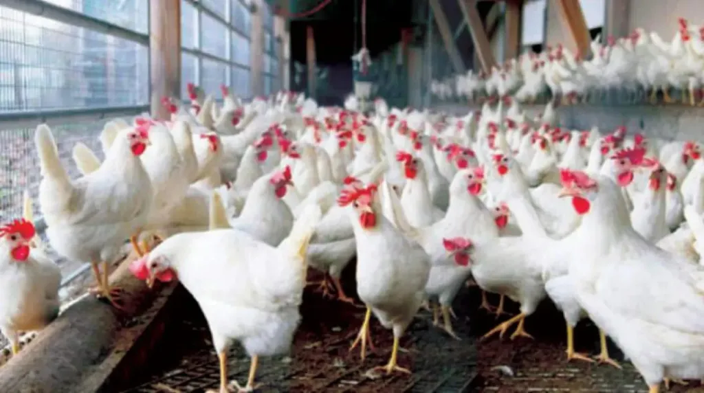 لمدة عام.. تخفيض 20% في تكاليف الشحن الجوي لدعم صادرات الدواجن المصرية