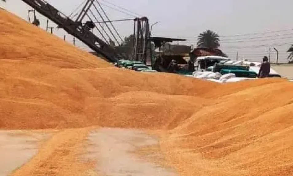 محافظ سوهاج: توريد 42 ألف طن قمح بسعر 2500 جنيه للإردب