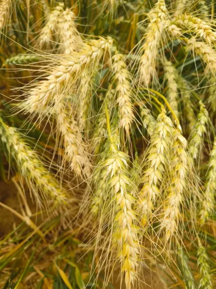 الزراعة:”بحوث الصحراء” يحقق سبق علمي يرفع إنتاجية القمح في الأراضي شديدة الملوحة