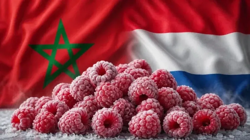 المغرب يقتحم قائمة أكبر 5 موردين للتوت المجمد إلى هولندا
