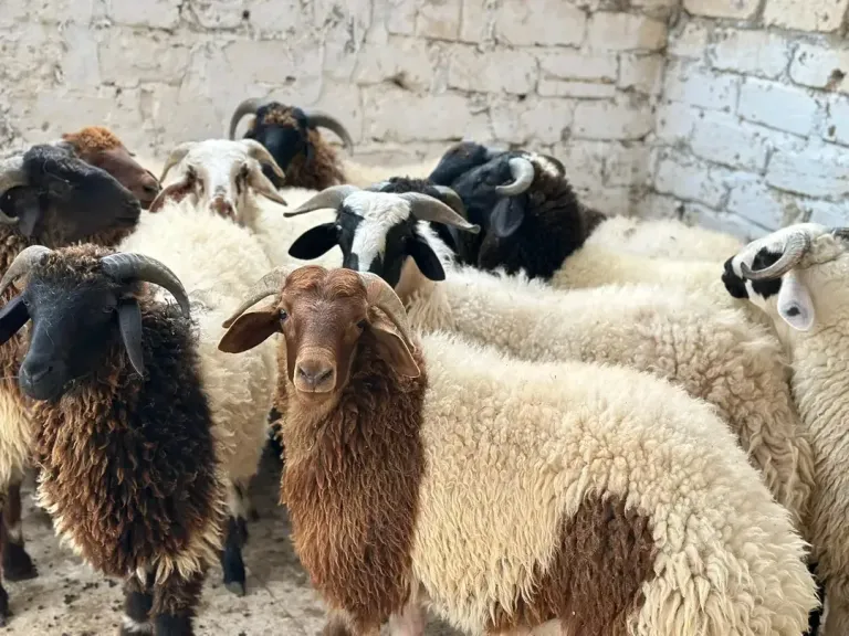 طرح أغنام برقي حر عالية الجودة قبل عيد الأضحى