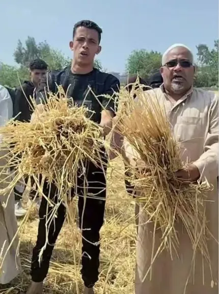 ​سرقوا الحبوب وتركوا القش.. مأساة مزارع بالشرقية استيقظ على سرقة محصول فدانين ونصف قمح بالزنكلون