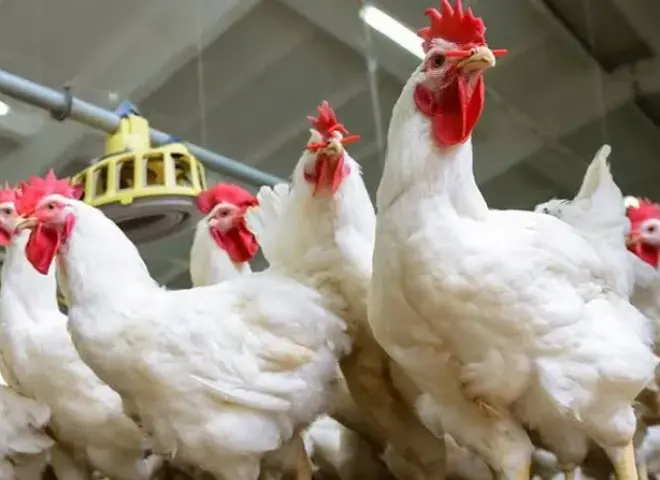 أسعار الفراخ في مصر اليوم الأربعاء 29 - 4 - 2026