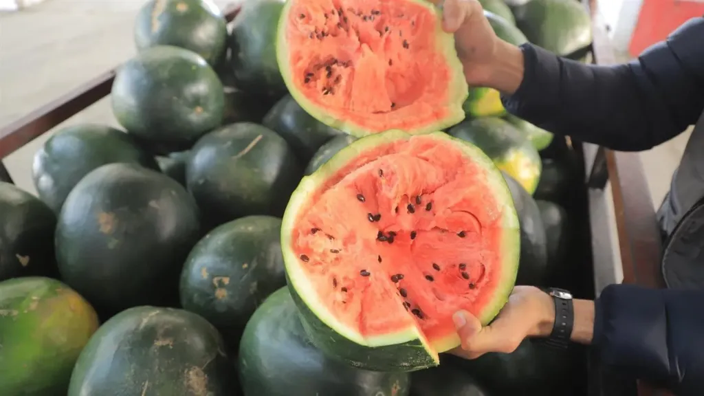 تحذير عاجل بشأن البطيخ وعلاماته البيضاء الغامضة