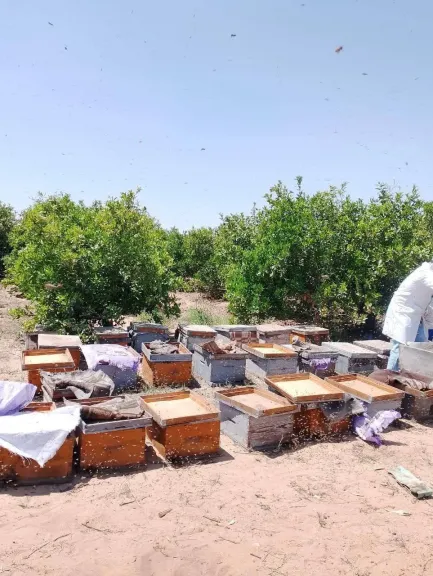 طلاب زراعة عين شمس يخوضون مغامرة إنتاج العسل