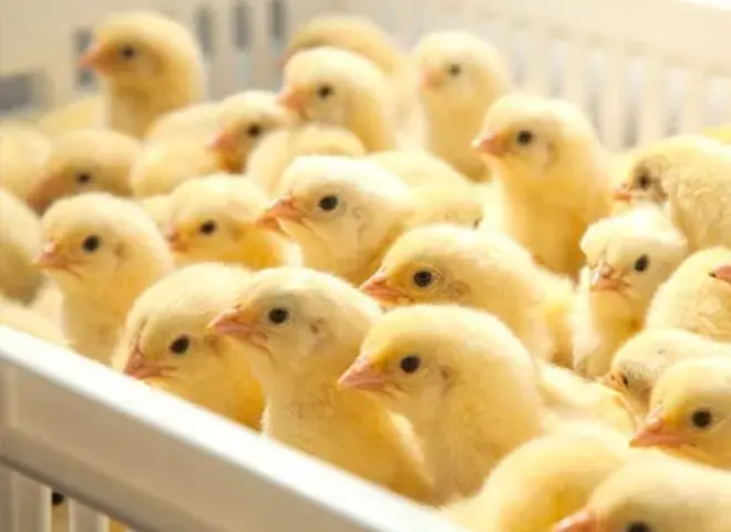 انخفاض 2 جنيه بأسعار الكتاكيت في مصر اليوم الخميس 30 - 4 - 2026