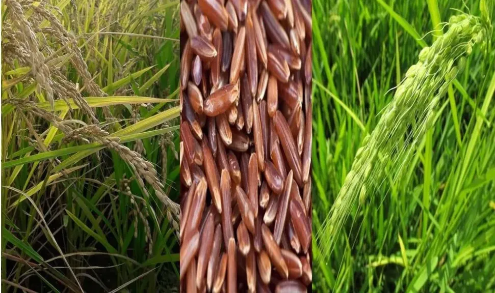 الأرز الأحمر يهدد المحصول ويقود خسائر فادحة