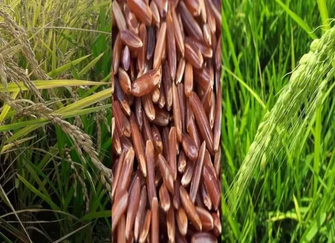 الأرز الأحمر يهدد المحصول ويقود خسائر فادحة